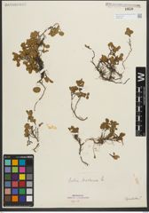 Foto von Salix herbacea L.
